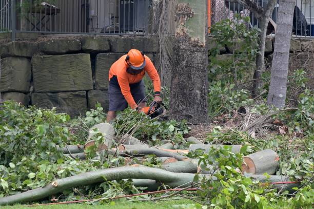 Best Storm Damage Tree Cleanup  in Potosi, MO